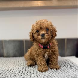 Honey Bun-pink female - Red female Cavapoo puppy in Tolono, Illinois from The Golden Rule Doodles