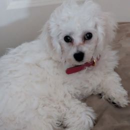 Red Collar, Jack - White Bichon Frise puppy in Holt, Michigan from JMs Bichons