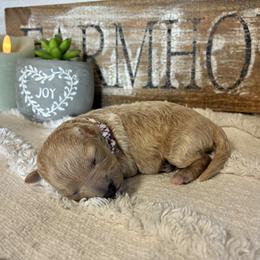 Maple - Apricot female Havapoo puppy in Marquand, Missouri from Perfectly Playful Doodles