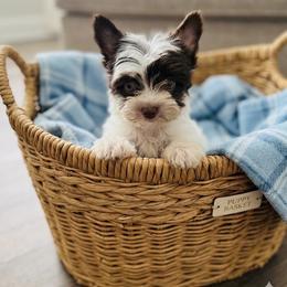 Truffle - Parti male Yorkshire Terrier puppy in Silver Springs Shores, Florida from Top Notch Pupz