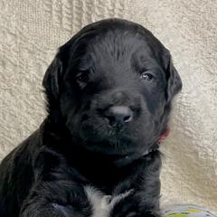 Bordoodle Puppies from Smarti Doodles