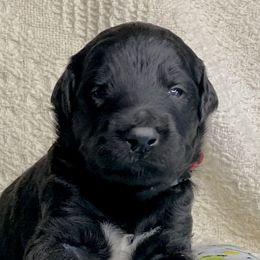 Bordoodle Puppies from Smarti Doodles