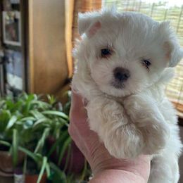 No name we just call him puppy - White male Maltese puppy in Hillman, Michigan from Susan's Maltese