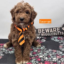 George - Red  male Goldendoodle puppy in Neillsville, Wisconsin from Granton Creek