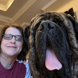 Mastiff All Grown Up from Beaver Creek Mastiffs