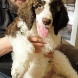 Poodle Puppies from Furball Forest Poodles