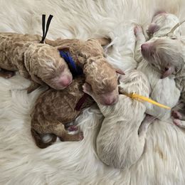 Boy 2 - Caramel red male Labradoodle puppy in Galt, Missouri from Only Doodles!