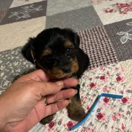 Boy 2 - Black and tan male Yorkshire Terrier puppy in Estiffanulga, Florida from Halls Tiny Yorkies