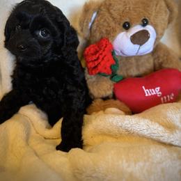 Black Female - female Cavapoochon puppy in Waldron, Arkansas from Kay’s Cutie Poos