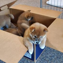 Tedi - Red male Shiba Inu puppy in Dodge City, Kansas from Pendragon Shiba Inu