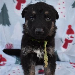 Green Boy - Black and tan male German Shepherd puppy in Grants Pass, Oregon from Granville German Shepherds