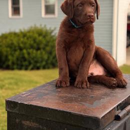 Blue boy - Chocolate male Labrador Retriever puppy in Conway, Missouri from Ozark Mountain Kennel