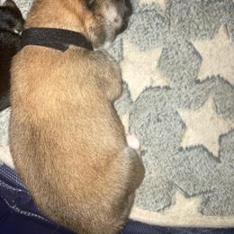 Rufus - Red male Shiba Inu puppy in Nashua, New Hampshire from My Beloved Shiba LLC