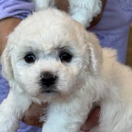 Puppy - White male Bichon Frise puppy in Greenville, South Carolina from Almaza Bichons
