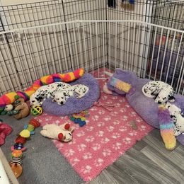 Dalmatian Puppies from Prestige Dalmatians