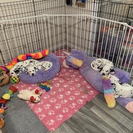 Dalmatian Puppies from Prestige Dalmatians