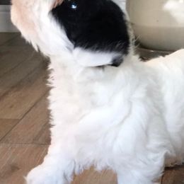 Sealyham Terriers from Sun Splashed