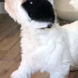 Sealyham Terriers from Sun Splashed