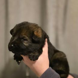 Hope - Sable female German Shepherd puppy in Ratcliff, Arkansas from Ridgeline Shepherds