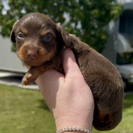 Jazmine - Chocolate and tan female Dachshund puppy in Homestead, Florida from Florida Mini Dachshunds