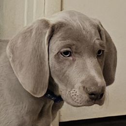 German Shorthaired Pointer and Weimaraner Puppies from Lazy Hearts Kennel