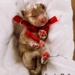 Jingle Bell - Apricot female Goldendoodle puppy in Lakeland, Florida from Rolling Oak Doodles