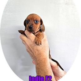 Indie F2 - Sable female Dachshund puppy in Blountsville, Alabama from Zoey's Doxies