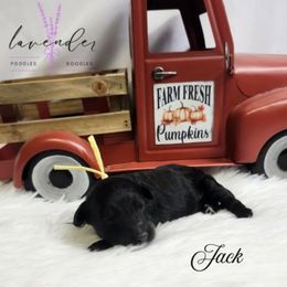 Jack - Black male Poodle puppy in Mancelona, Michigan from Lavender poodles & doodles