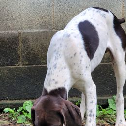 Boy 2 - White and liver German Shorthaired Pointer puppy in Troy, North Carolina from Uwharrie GSP