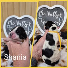 Shanis - Black and white female English Springer Spaniel puppy in Freeland, Michigan from McNally's Springer Spaniels