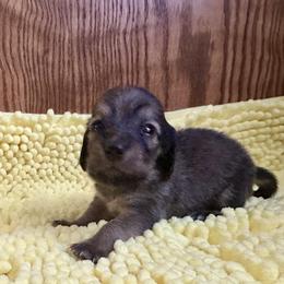 Lemon - Cream female Dachshund puppy in Wolf Lake, Indiana from Canisteo Dachshunds