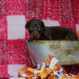 Boy 1 - Red and rust male Doberman Pinscher puppy in Williamston, Sc, South Carolina from Dutton Dog Co & Dalla Grazia Doberman