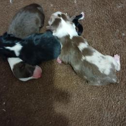 Toy Australian Shepherd puppies from Triple-s-kennel