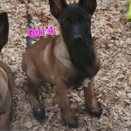 Girl 4 - Mahogany female Belgian Malinois puppy in Corpus Christi, Texas from Heavenly Firefly Belgian Malinois