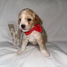 Porky - Apricot male Poodle puppy in Hemet, California from Vallevistadoodles