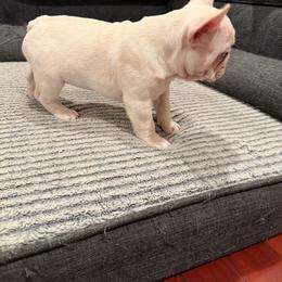 French Bulldog Puppies from Royal velvet frenchies