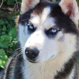 Ryker - Siberian Husky