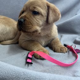 Pink collar - Yellow female Labrador Retriever puppy in Beaverdam, Virginia from Gold Heart Labradors
