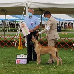 Great Dane All Grown Up from Legado Danes