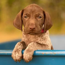 ZION - German Shorthaired Pointer puppy in Onalaska, Washington from Boonies Farms