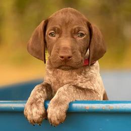 ZION - German Shorthaired Pointer puppy in Onalaska, Washington from Boonies Farms