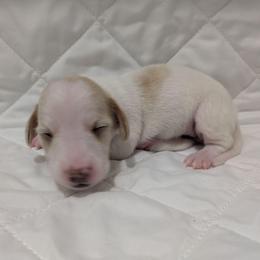 6 cream piebald - Cream female Dachshund puppy in Central Point, Oregon from MRS Long Dog Ranch