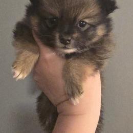 Sable girl - Cream sable parti female Pomeranian puppy in Bloomingdale, New Jersey from Bella Luna Pomeranians