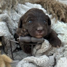 Adele - Brown and white female Aussiedoodle puppy in Kensington, Ohio from Hickory Hideaway Doodles
