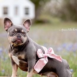 French Bulldogs from Royal Dream Frenchies