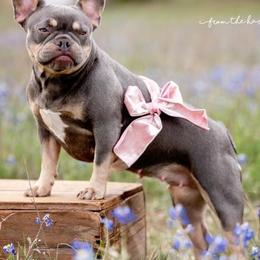 French Bulldogs from Royal Dream Frenchies