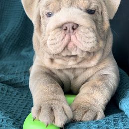 Bulldog Puppies from Pikabullz