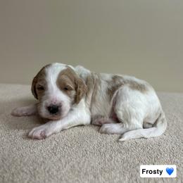 Frosty - Parti male Goldendoodle puppy in Crothersville, Indiana from Wischmeier’s Doodles