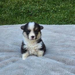 Green Collar Female - Black and tan female Pembroke Welsh Corgi puppy in Tenino, Washington from LoneStar Corgis NW