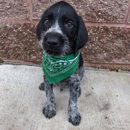 Boy 2 - Black and white male German Wirehaired Pointer puppy in Potosi, Wisconsin from Point and Flush Gun Dogs